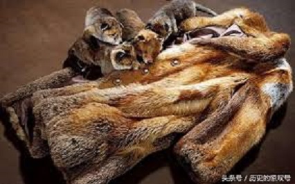波蘭擬立法禁止生產皮草 引發業者抗議