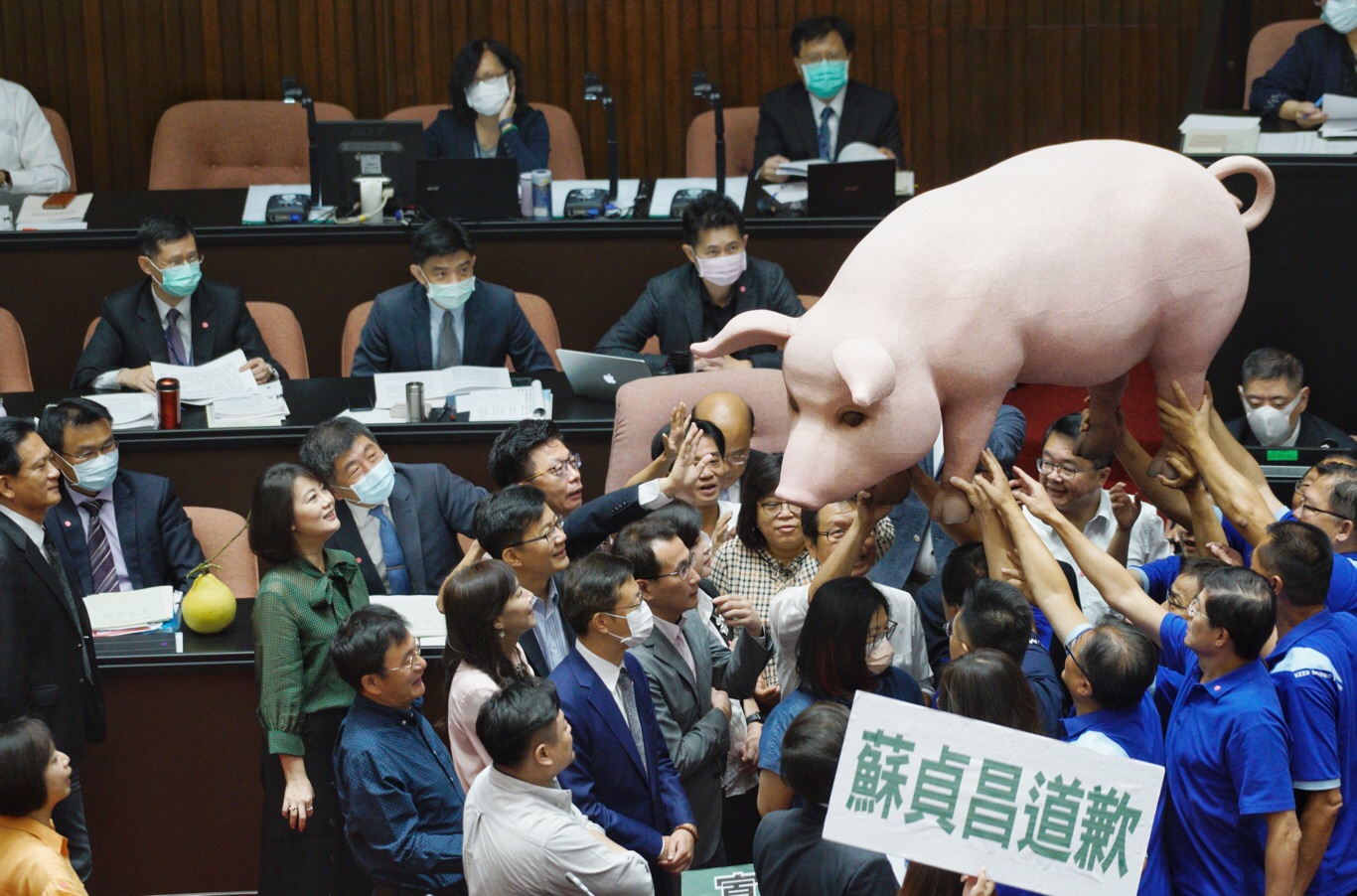 國民黨巨型豬隻成立院攻防焦點 圖:張良一攝 國民黨巨型豬隻成立院攻防焦點 圖:張良一攝