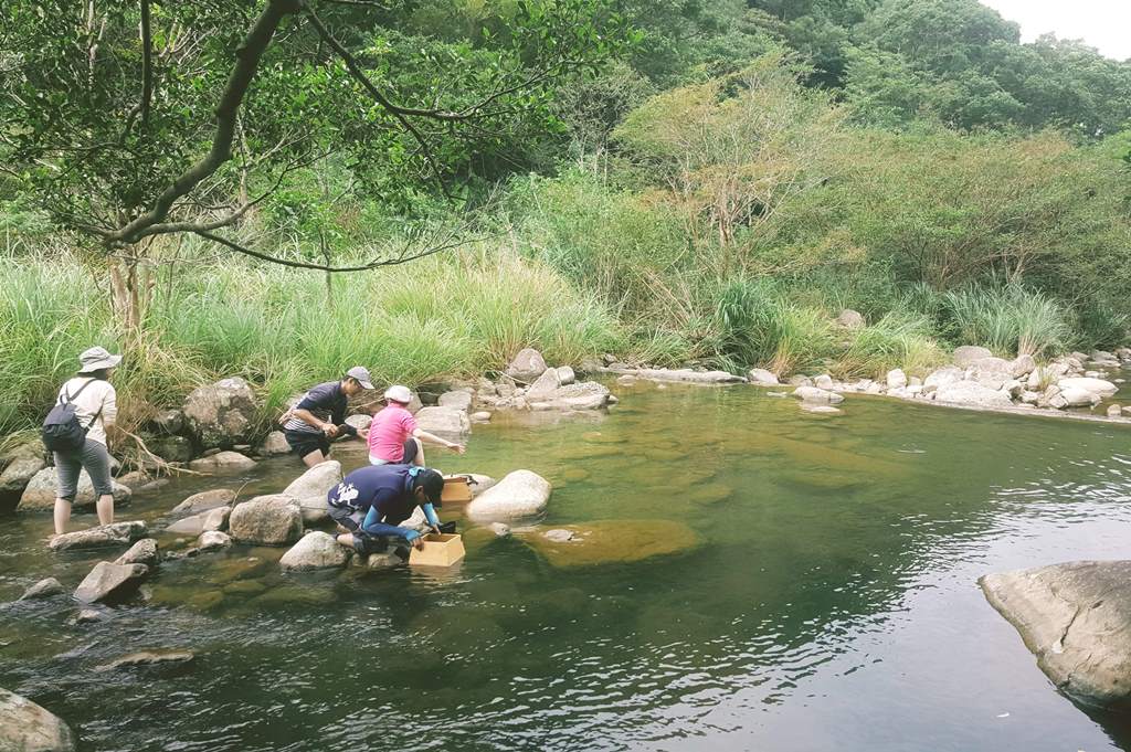 田寮洋的遠望坑溪,常有民眾使用窺箱觀察水生生物。 圖:新北市農業局 / 提供 田寮洋的遠望坑溪,常有民眾使用窺箱觀察水生生物。 圖:新北市農業局 / 提供