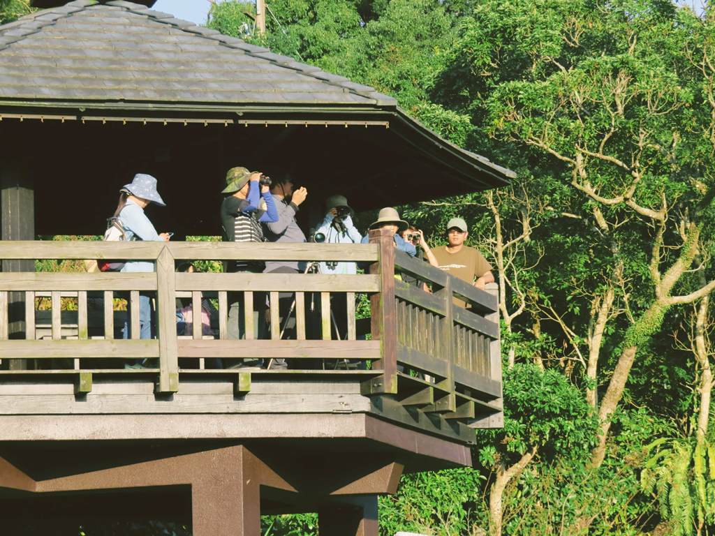 田寮消有豐富的鳥類供觀察。 圖:新北市農業局 / 提供 田寮消有豐富的鳥類供觀察。 圖:新北市農業局 / 提供