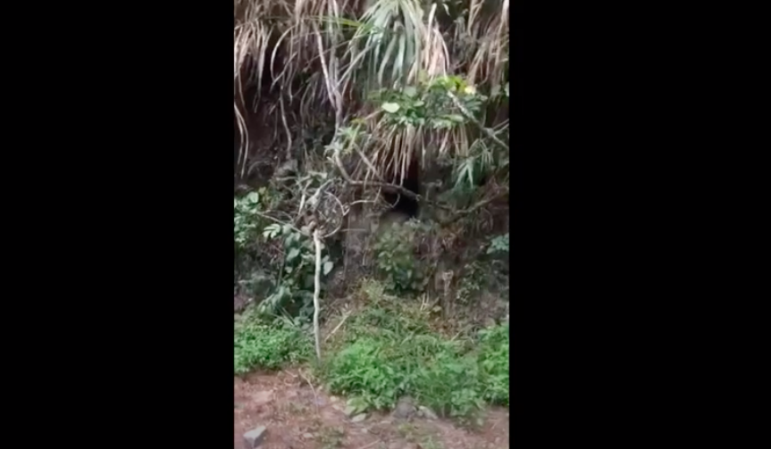 台東海端鄉碧山溫泉至利稻村之間的南橫公路上,今天傍晚有村民發現一隻台灣黑熊,黑熊從山壁滑下來又奮力爬上去,民眾拍下影片。 台東海端鄉碧山溫泉至利稻村之間的南橫公路上,今天傍晚有村民發現一隻台灣黑熊,黑熊從山壁滑下來又奮力爬上去,民眾拍下影片。