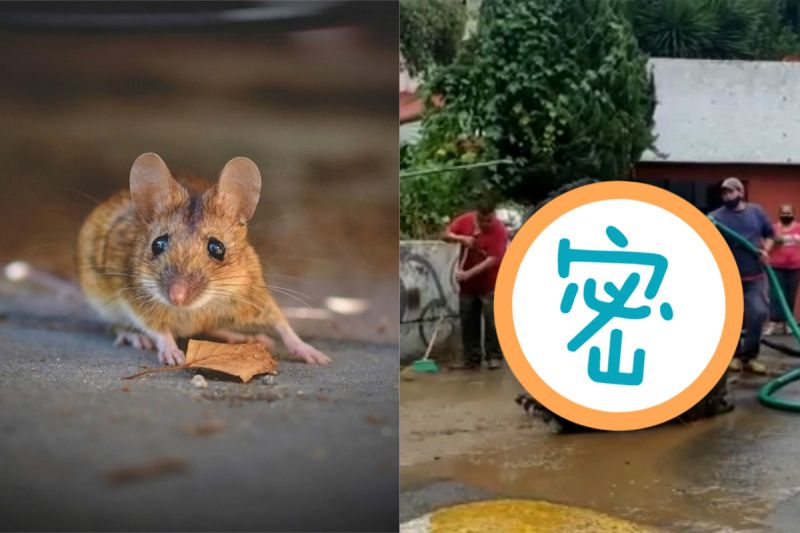 雨彈轟炸！下水道沖出1樓高「變種米奇」　當地人全發毛