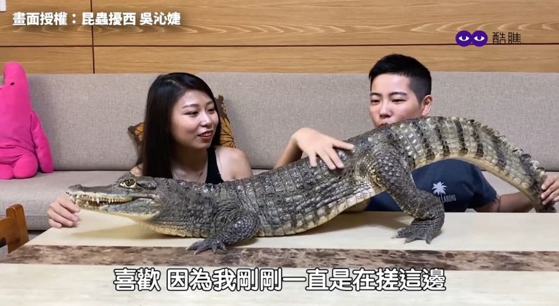 (影)正妹馴鱷師的小寶貝！2米長凱門鱷耍萌討摸超可愛