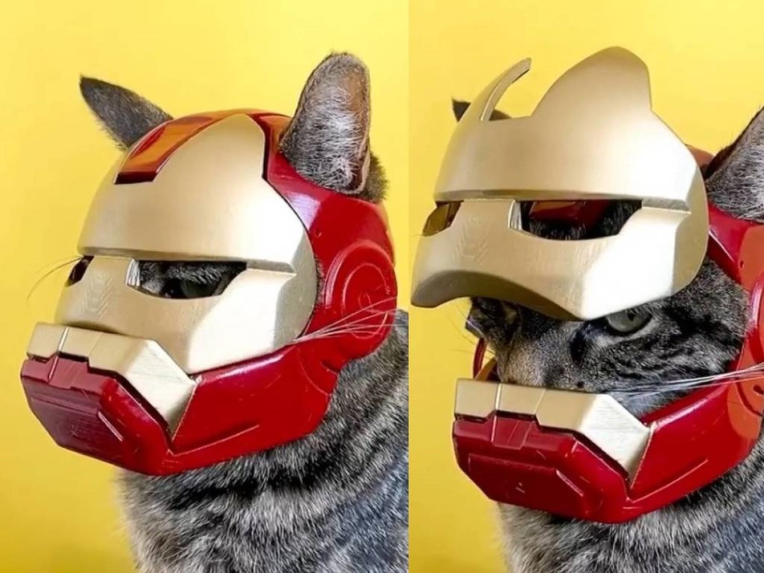 (影)奴才為虎斑貓3D列印「鋼鐵喵」頭盔　維護和平就靠牠！