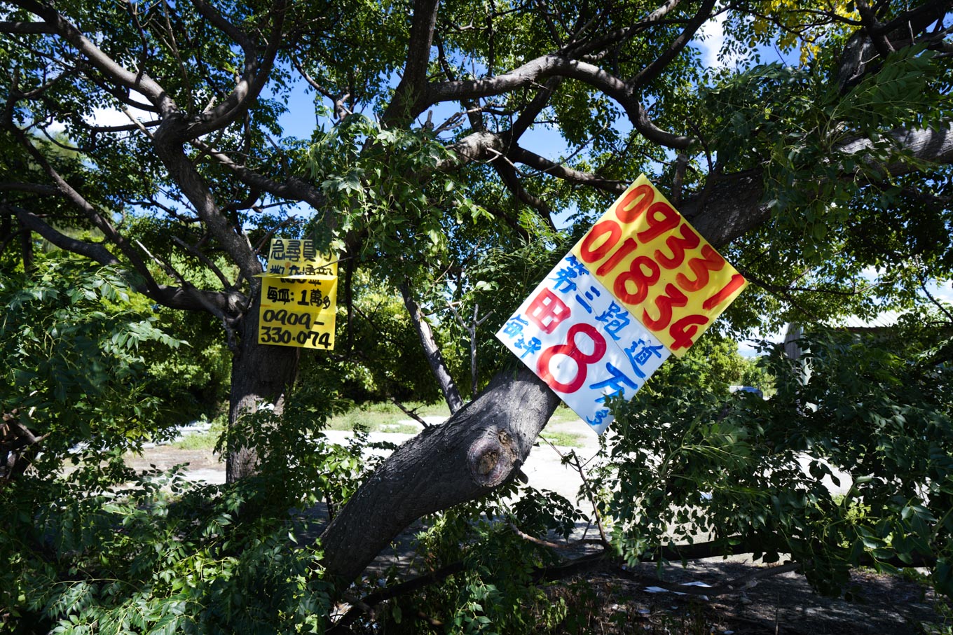 航空城預定地內的大樹,『被長出』為數不少的買賣土地、房屋的廣告看板,鮮豔的用色在大樹下顯得非常搶眼而突兀! 圖:張良一/攝 航空城預定地內的大樹,『被長出』為數不少的買賣土地、房屋的廣告看板,鮮豔的用色在大樹下顯得非常搶眼而突兀! 圖:張良一/攝
