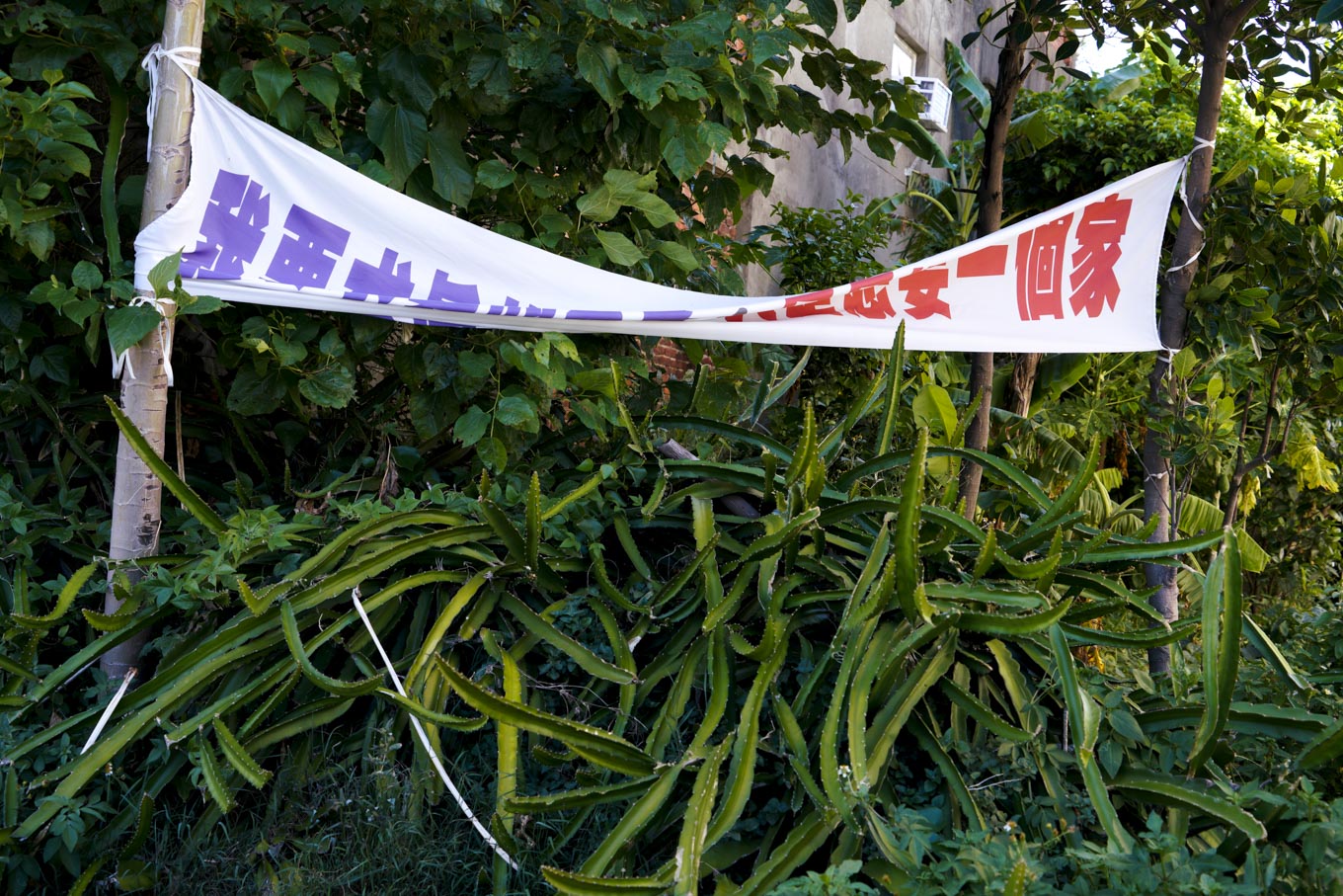 大園區一戶人家在菜園外懸掛『我要求真的不多,只是想要一個家』抗議布條。 圖:張良一/攝 大園區一戶人家在菜園外懸掛『我要求真的不多,只是想要一個家』抗議布條。 圖:張良一/攝