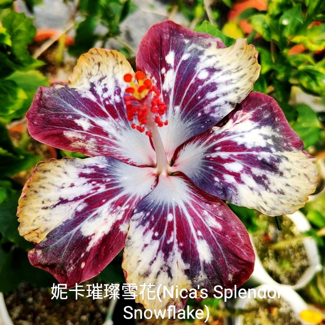 朱槿花亦有花色豔麗的花種,也培育出漸層花色。 圖:北市工務局/提供 朱槿花亦有花色豔麗的花種,也培育出漸層花色。 圖:北市工務局/提供