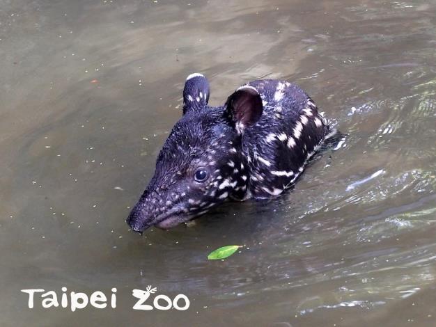 民眾可以到動物園的熱帶雨林區看「貘豆」。 圖:取自台北市立動物園網站 民眾可以到動物園的熱帶雨林區看「貘豆」。 圖:取自台北市立動物園網站