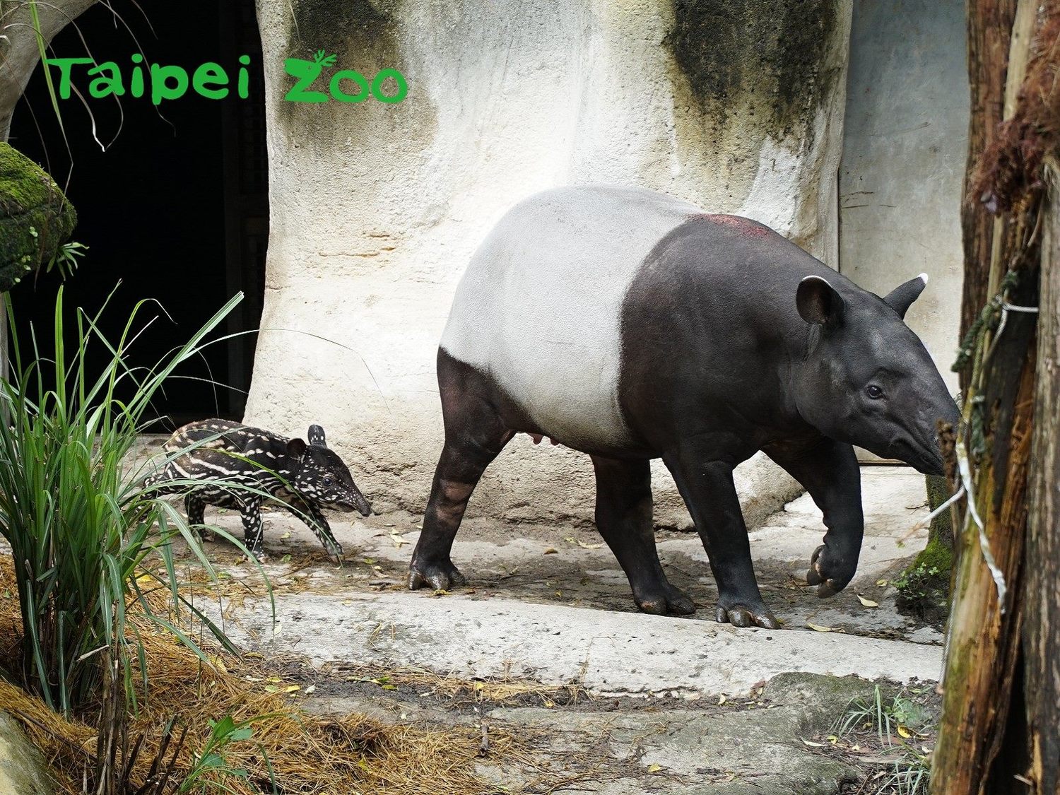 「貘芳」和「貘豆」一同到戶外散步。 圖:取自台北市立動物園網站 「貘芳」和「貘豆」一同到戶外散步。 圖:取自台北市立動物園網站