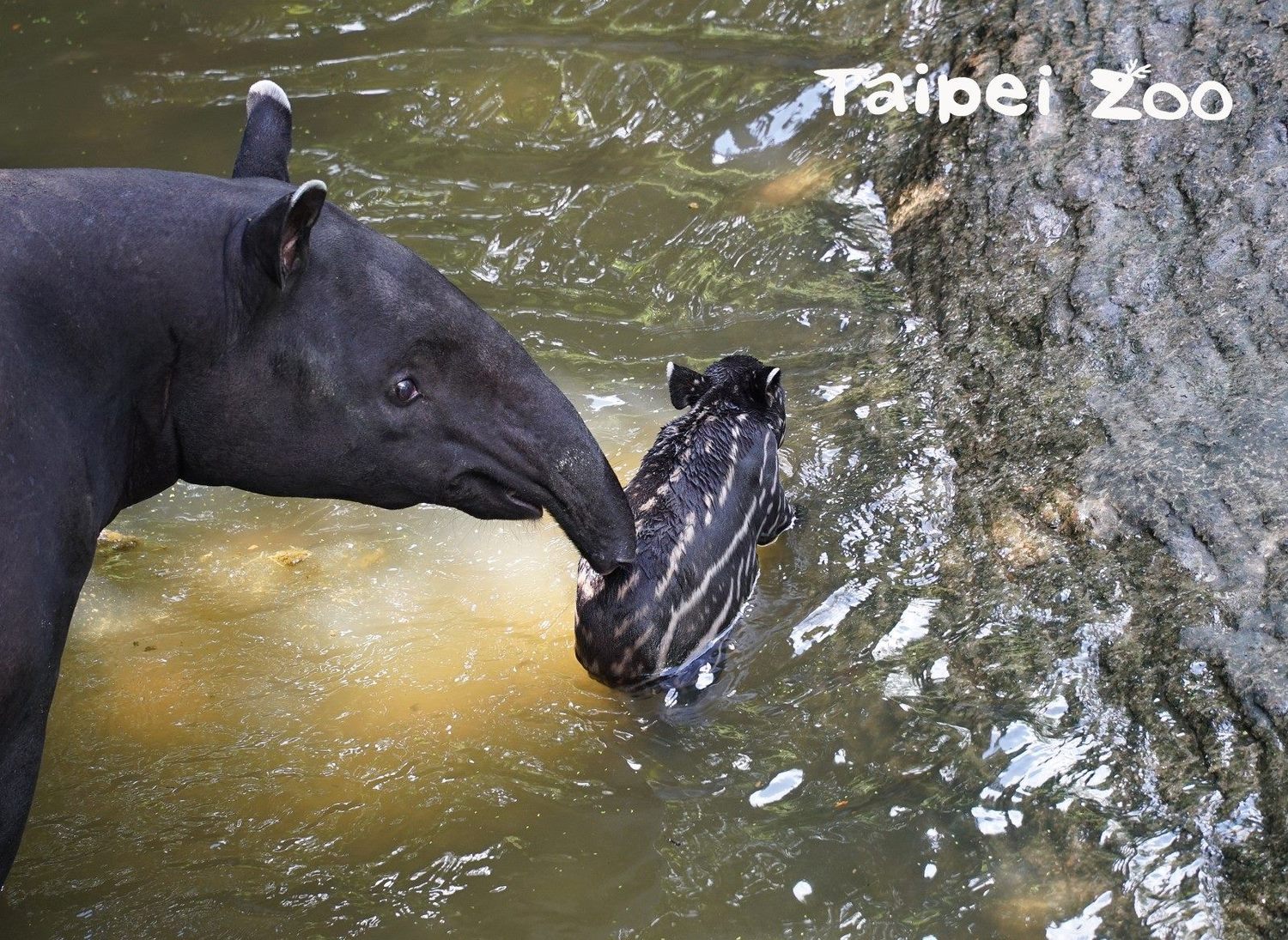 「貘芳」教導「貘豆」游泳。 圖:取自台北市立動物園網站 「貘芳」教導「貘豆」游泳。 圖:取自台北市立動物園網站