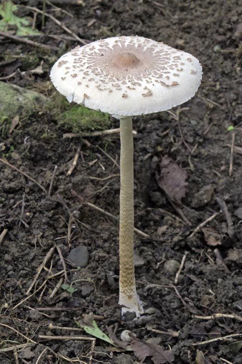全台最毒野生植物！  食藥署：綠褶菇、姑婆芋 誤食恐造成無法挽回的傷害