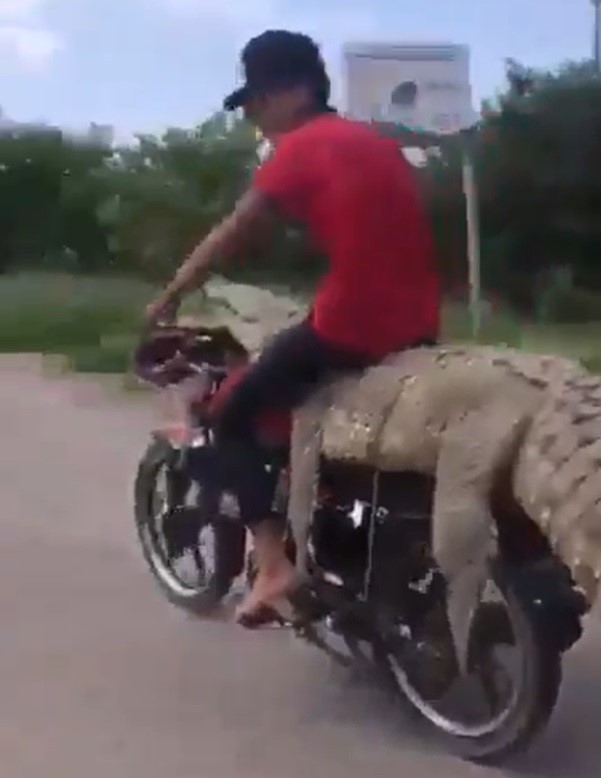 （影）盜獵者囂張 騎「鱷魚牌」摩托車遊街炫耀