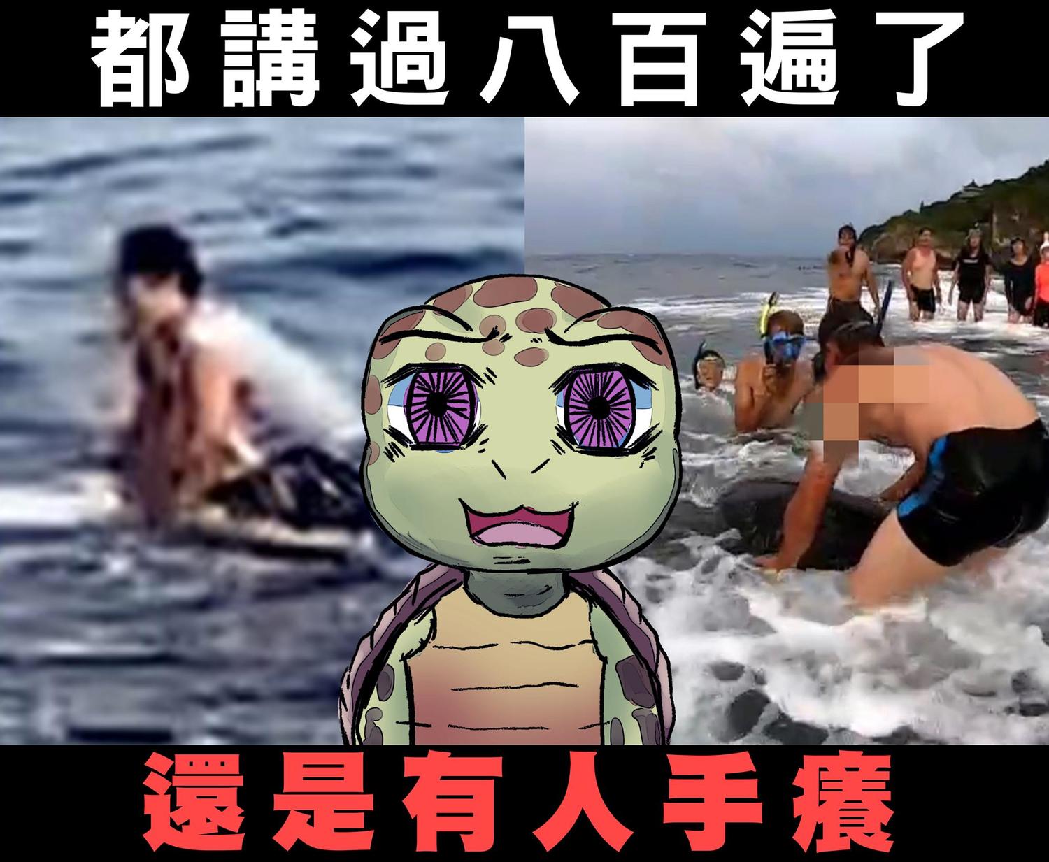 別手癢摸海龜！海委會：你也不喜歡被陌生人摸頭或熊抱吧？