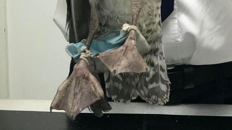 (影)防疫口罩竟成動物殺手！動保團體：丟棄前先剪掉束帶