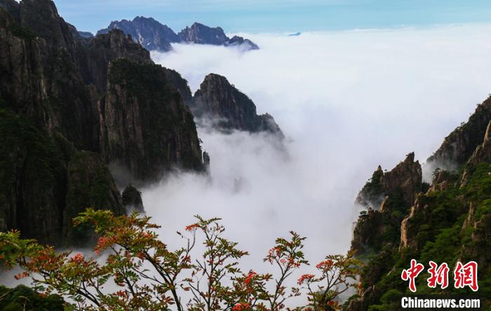 黃山雨後雲海美景。 圖 : 翻攝自中新網 黃山雨後雲海美景。 圖 : 翻攝自中新網