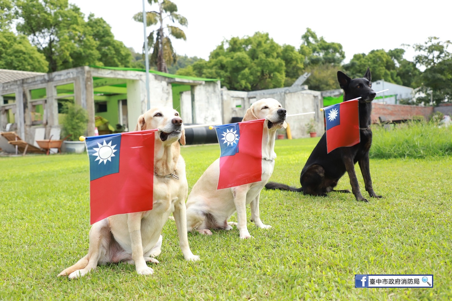 救難英雄腿腿、斯斯、Jacob、鐵雄等搜救犬叼著國旗排排站,看著青天白日滿地紅的國旗緩緩升起,一起祝賀「雙十國慶 普天同慶」。 圖:台中市消防局/提供 救難英雄腿腿、斯斯、Jacob、鐵雄等搜救犬叼著國旗排排站,看著青天白日滿地紅的國旗緩緩升起,一起祝賀「雙十國慶 普天同慶」。 圖:台中市消防局/提供