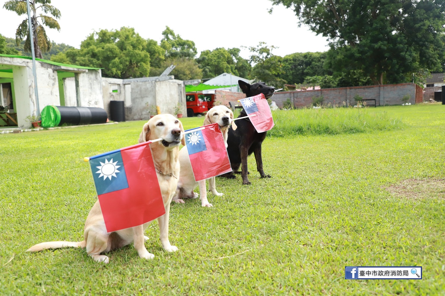 救難英雄腿腿、斯斯、Jacob、鐵雄等搜救犬叼著國旗排排站,看著青天白日滿地紅的國旗緩緩升起,一起祝賀「雙十國慶 普天同慶」。 圖:台中市消防局/提供 救難英雄腿腿、斯斯、Jacob、鐵雄等搜救犬叼著國旗排排站,看著青天白日滿地紅的國旗緩緩升起,一起祝賀「雙十國慶 普天同慶」。 圖:台中市消防局/提供