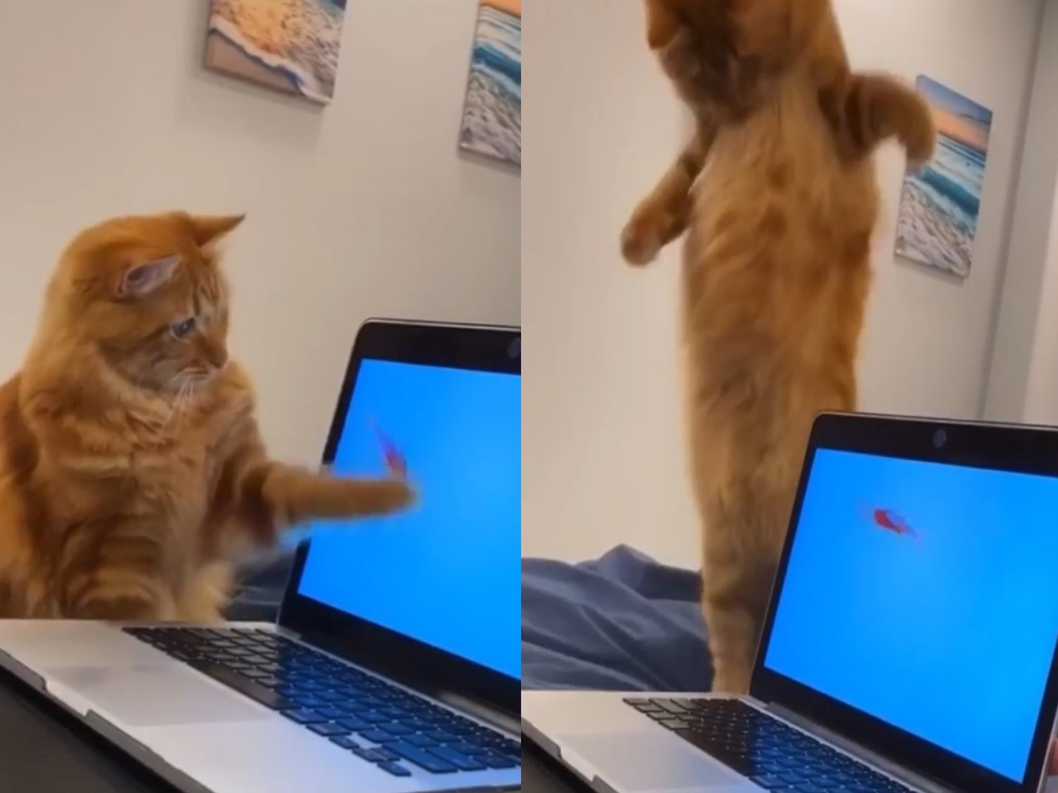 (影)橘貓看見螢幕內金魚好開心　扭腰擺臀網笑：學魚游泳？