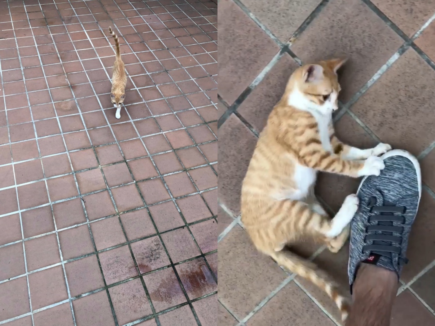 (影)陌生貓抱腳寵幸暗爽在心　下秒牠神速彈飛男傻眼：有這麼臭？