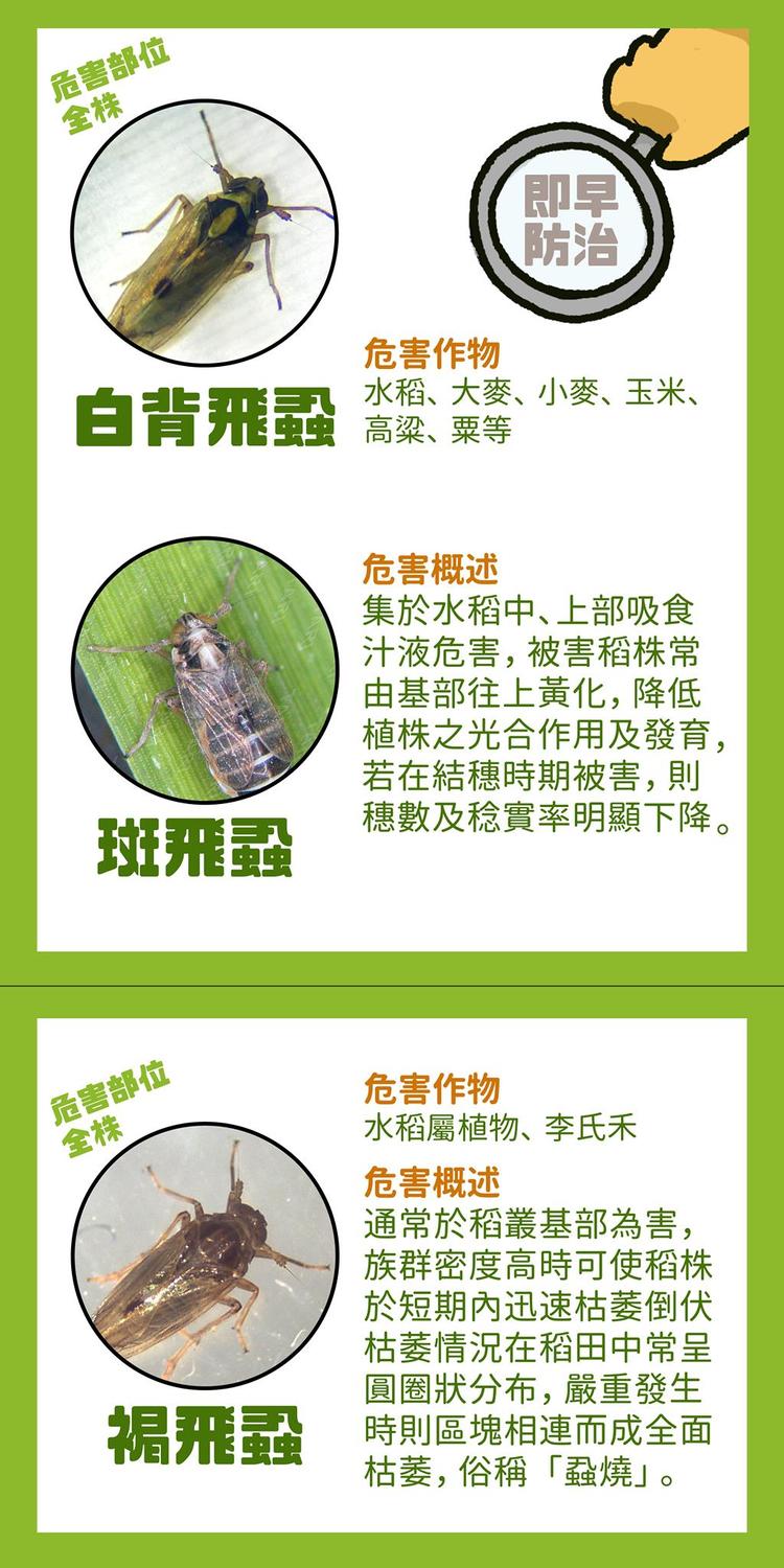 農委會今於臉書發出蟲害警告,籲請農友善用苦楝油混農皂進行防治。 圖:行政院農委會/提供 農委會今於臉書發出蟲害警告,籲請農友善用苦楝油混農皂進行防治。 圖:行政院農委會/提供