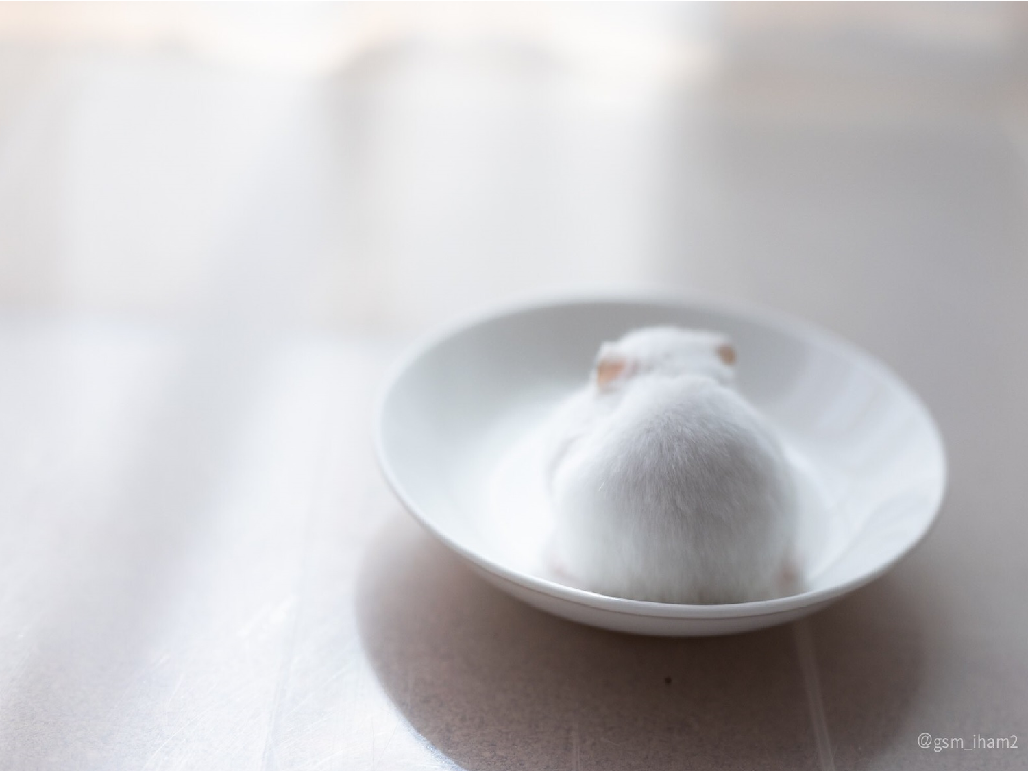 論「雪藏大福」如何製成　雪白鼠寶現身示範！