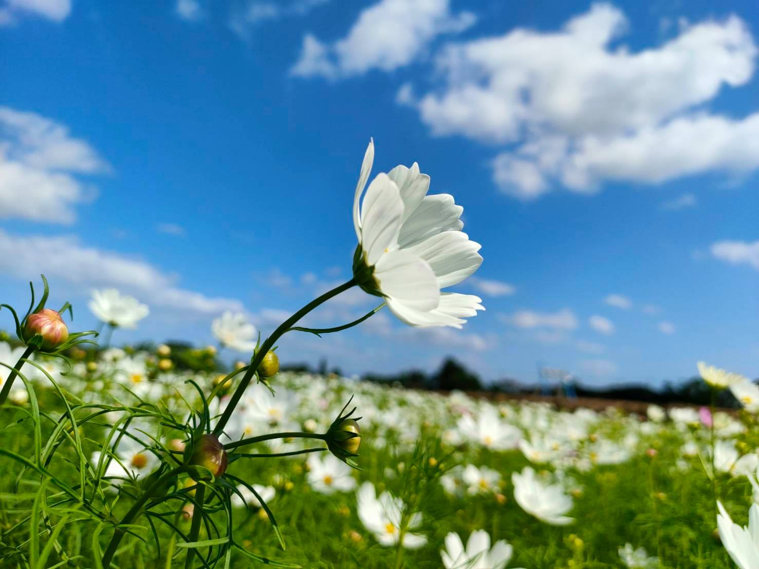 向日葵、大波斯菊、黃波斯菊、萬壽菊及百日草接力綻放,美不勝收。 圖:取自臉書桃園花彩節 向日葵、大波斯菊、黃波斯菊、萬壽菊及百日草接力綻放,美不勝收。 圖:取自臉書桃園花彩節