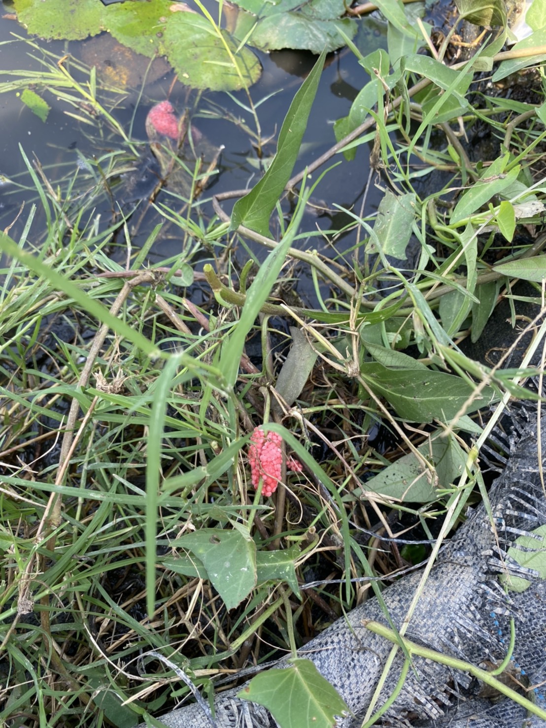 福壽螺在菱角田裡不在是害蟲,福壽螺可吃掉浮萍,讓菱角有更多空間可以長大。 圖:曾郡秋/攝 福壽螺在菱角田裡不在是害蟲,福壽螺可吃掉浮萍,讓菱角有更多空間可以長大。 圖:曾郡秋/攝