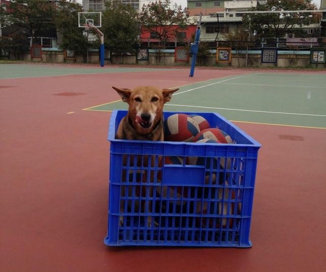 別看這隻校園犬很呆萌的,遇見可疑人士也可以非常帥氣勇猛。 圖:新北市動保處提供 別看這隻校園犬很呆萌的,遇見可疑人士也可以非常帥氣勇猛。 圖:新北市動保處提供