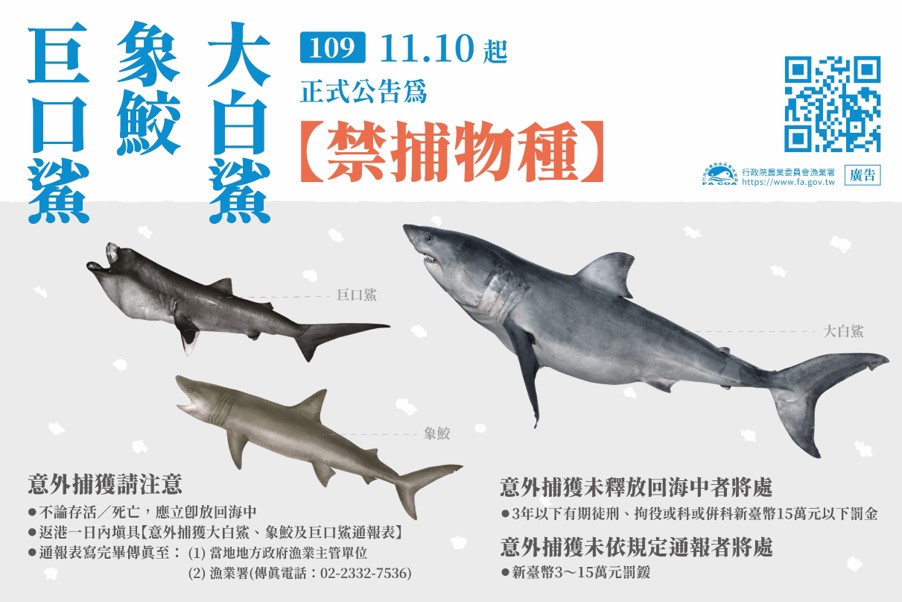農委會公告,即日起禁止捕撈巨口鯊、象鮫及大白鯊。 圖:農委會漁業署/提供 農委會公告,即日起禁止捕撈巨口鯊、象鮫及大白鯊。 圖:農委會漁業署/提供
