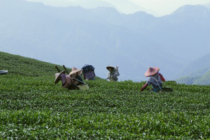 頂湖步道茶園。 圖:嘉義縣政府/提供 頂湖步道茶園。 圖:嘉義縣政府/提供