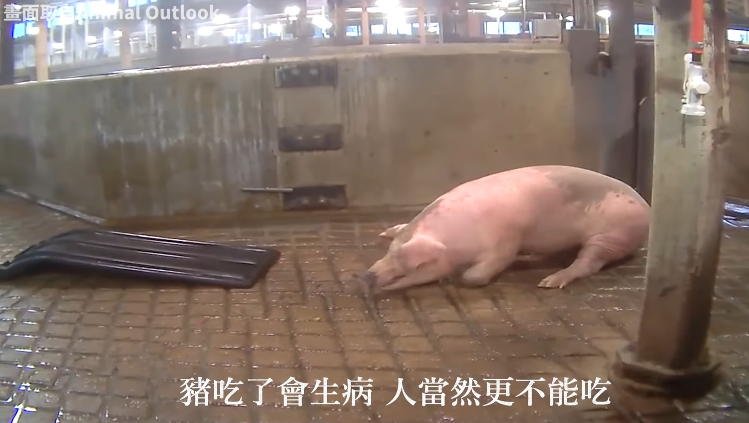 國民黨於臉書轉載影片,稱在使用含萊劑飼料的屠宰場中,豬隻有顫抖、躁動等情況。 圖:擷取自國民黨臉書 國民黨於臉書轉載影片,稱在使用含萊劑飼料的屠宰場中,豬隻有顫抖、躁動等情況。 圖:擷取自國民黨臉書
