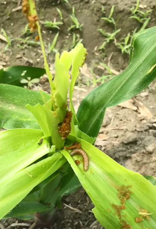 秋行軍幼蟲喜好躲在玉米心葉處取食。 圖:藥毒所/提供 秋行軍幼蟲喜好躲在玉米心葉處取食。 圖:藥毒所/提供