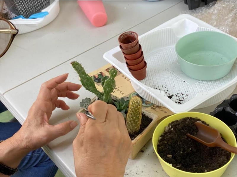 多肉組盆DIY現場可體驗。 圖:桃園市政府/提供 多肉組盆DIY現場可體驗。 圖:桃園市政府/提供