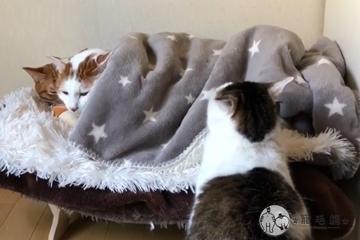 (影)2隻貓蓋被被「饋修」胖貓一屁股黏過去：沒揪我！