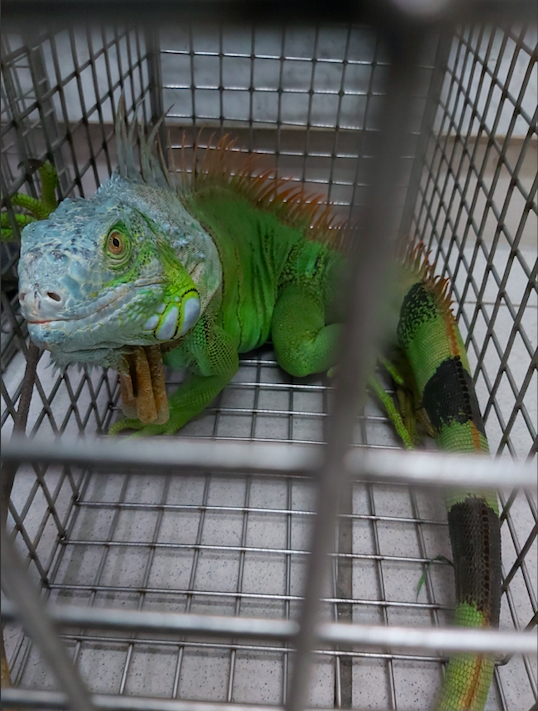 你家有「酷斯拉」嗎？飼養綠鬣蜥未登記 最高可罰5萬元