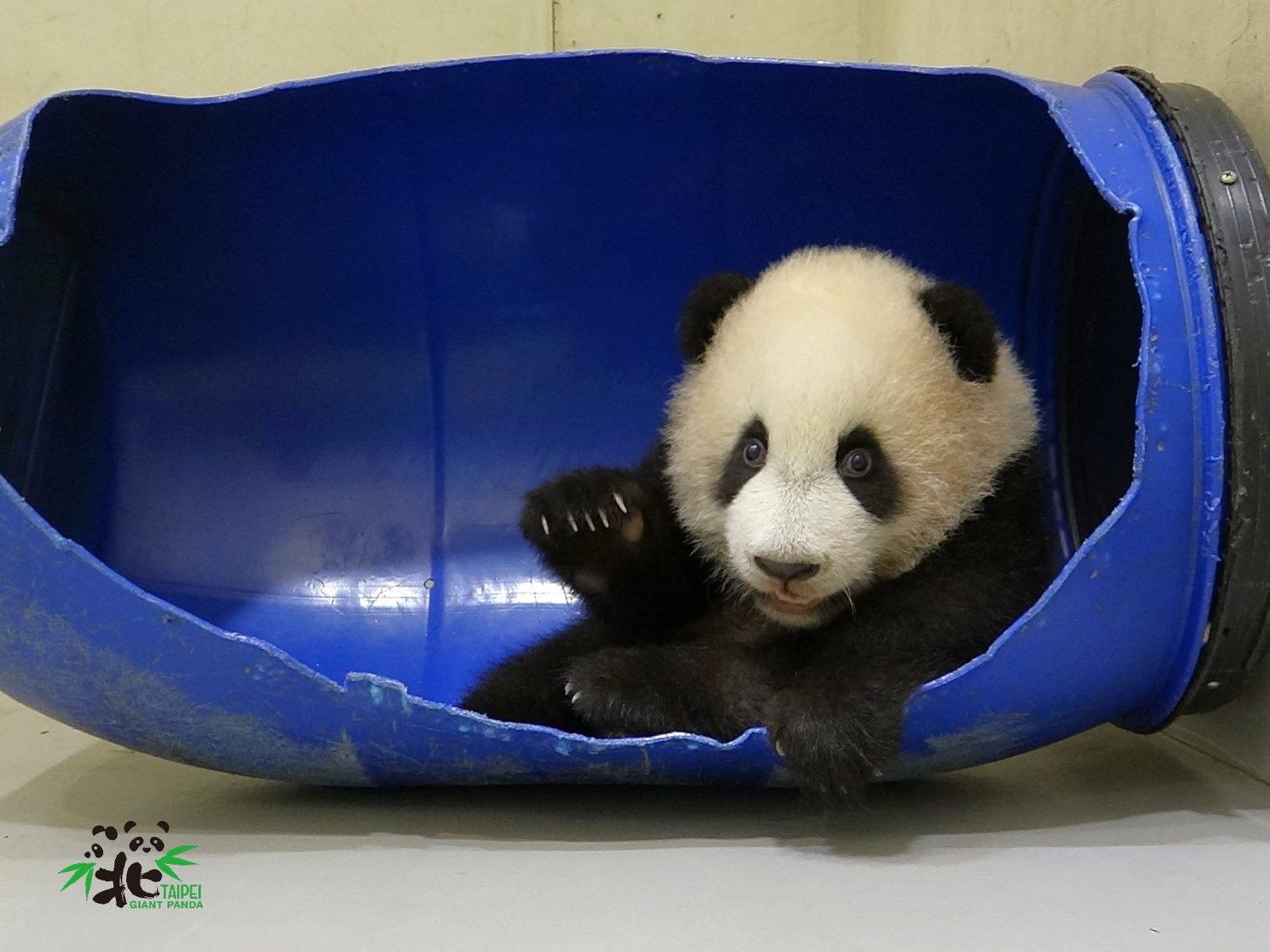 圓寶躲進藍桶君裏玩耍。 圖:台北市立動物園 / 提供 圓寶躲進藍桶君裏玩耍。 圖:台北市立動物園 / 提供