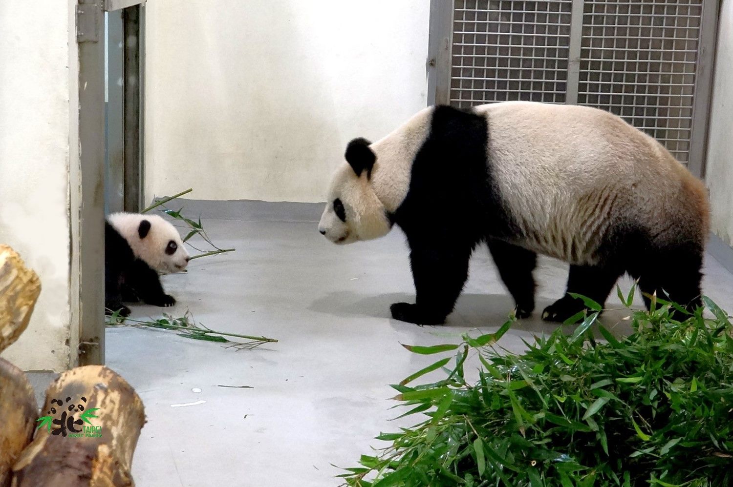 媽媽圓圓(右)和貓熊寶寶「圓寶」(左)。 圖:台北市立動物園 / 提供 媽媽圓圓(右)和貓熊寶寶「圓寶」(左)。 圖:台北市立動物園 / 提供