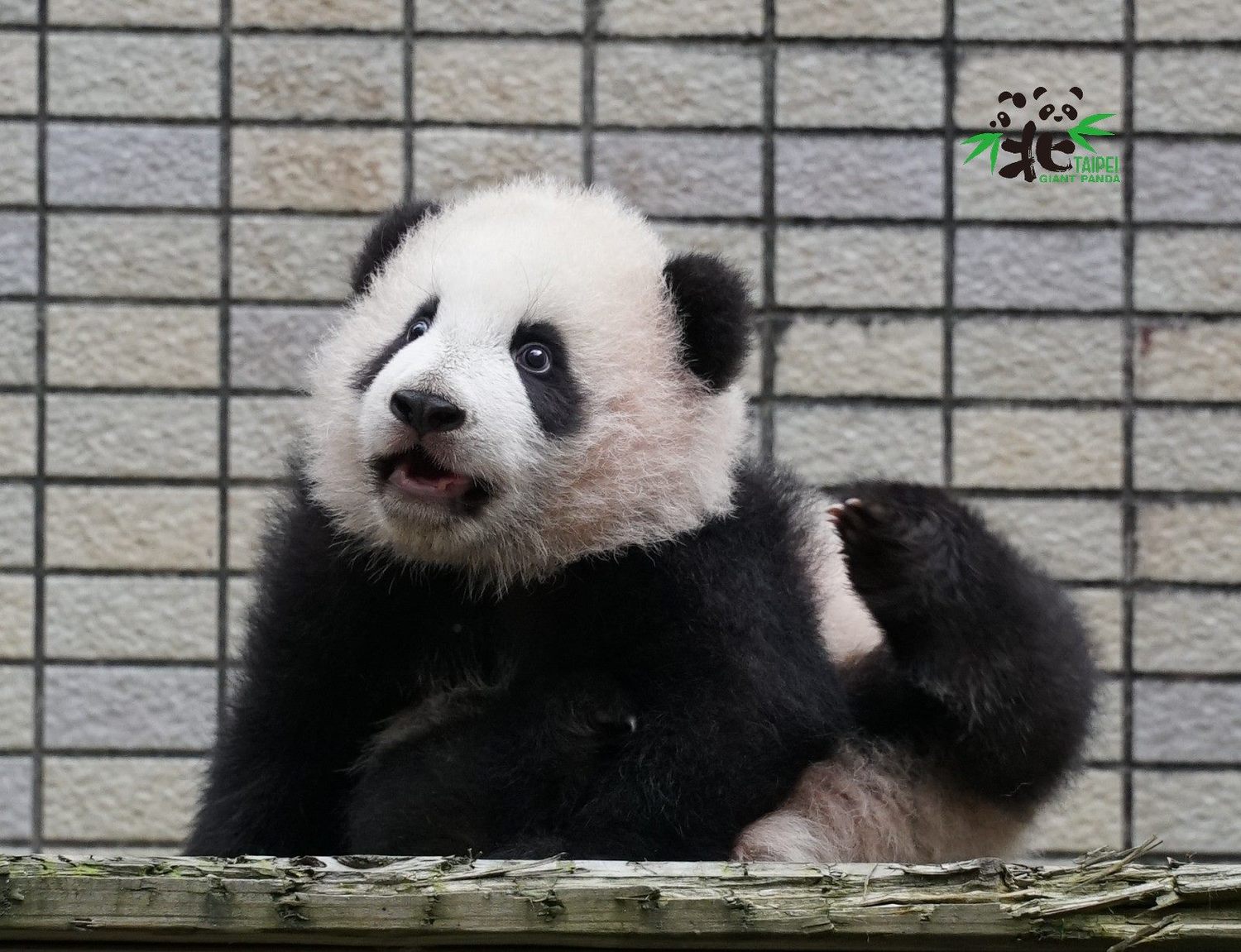 圓寶模樣超可愛。 圖:台北市立動物園 / 提供 圓寶模樣超可愛。 圖:台北市立動物園 / 提供