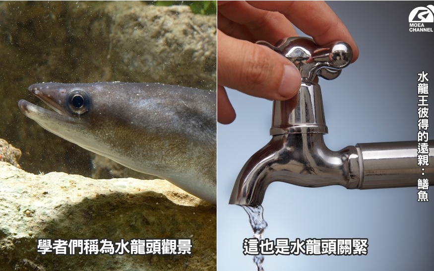 「水龍」頭觀景！經濟部佯生態節目 諧音哏圖妙籲節約用水