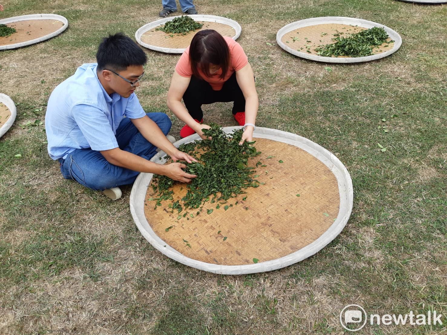 「國產特色茶」展售活動中,民眾體驗製茶過程中的揉茶。 圖:蔡坤龍/攝 「國產特色茶」展售活動中,民眾體驗製茶過程中的揉茶。 圖:蔡坤龍/攝