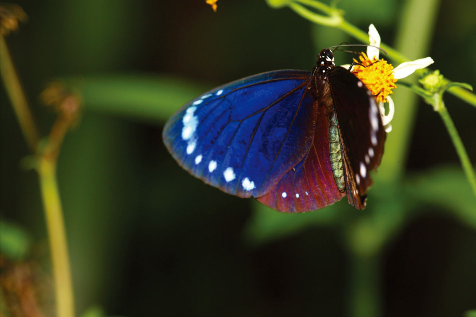 落實生態保育！《紫色飛行》繪本讓大小朋友一窺紫斑蝶之美