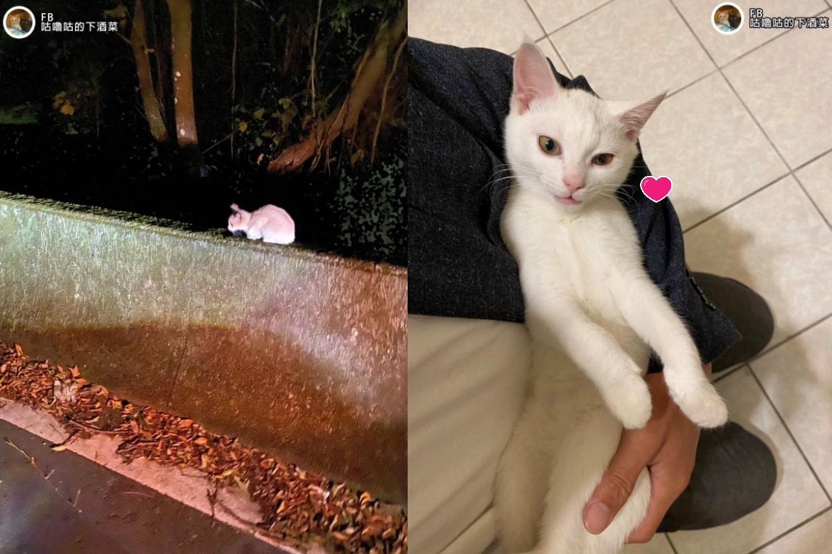上山遇見小白貓　沿路賣萌撒嬌「躺好躺滿」網：撿到寶！