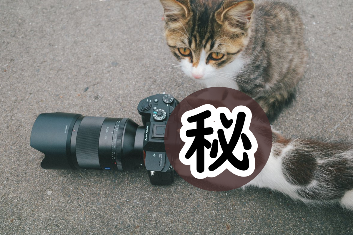 「拍貓反被小貓拍」！網友一看笑歪：喵星人又進化了嗎？