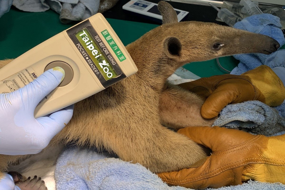 找到了！民眾協尋動物園逃脫小食蟻獸  結束3個月翹家生活