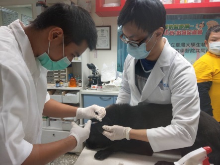 小黑遭蛇吻不到3小時動保處獸醫師即開始進行血清注射及其他藥物治療。 圖:新北市動保處提供 小黑遭蛇吻不到3小時動保處獸醫師即開始進行血清注射及其他藥物治療。 圖:新北市動保處提供
