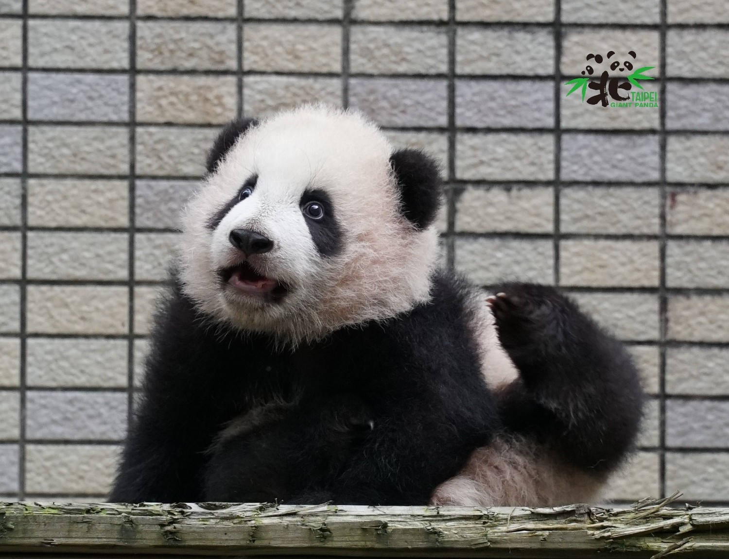 大貓熊「圓寶」預計明年元旦正式亮相。 圖:臺北市立動物園/提供 大貓熊「圓寶」預計明年元旦正式亮相。 圖:臺北市立動物園/提供