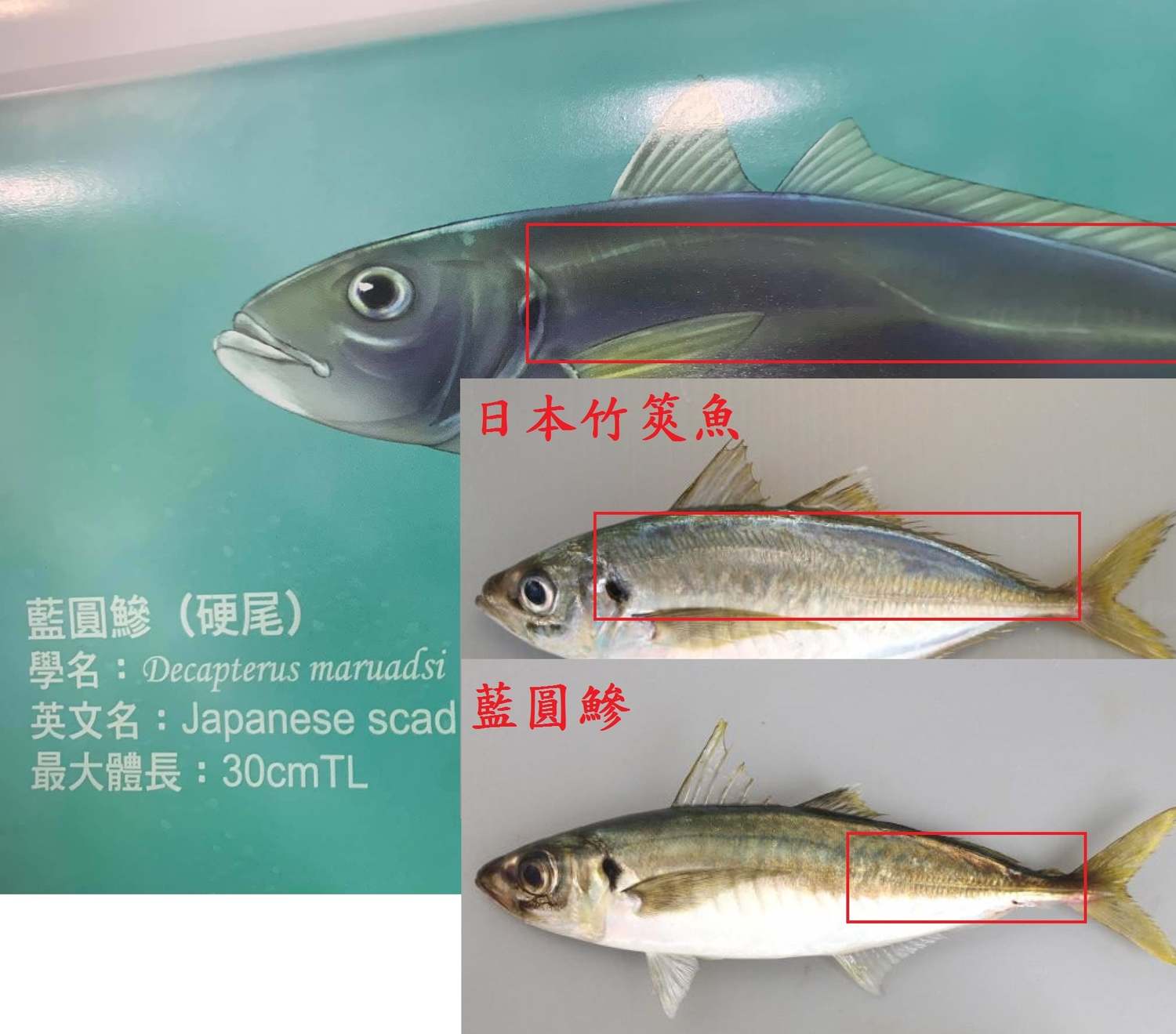 日本竹莢魚寫成藍圓鰺。 圖:翻攝自社團法人臺灣永續鱻漁發展協會臉書 日本竹莢魚寫成藍圓鰺。 圖:翻攝自社團法人臺灣永續鱻漁發展協會臉書