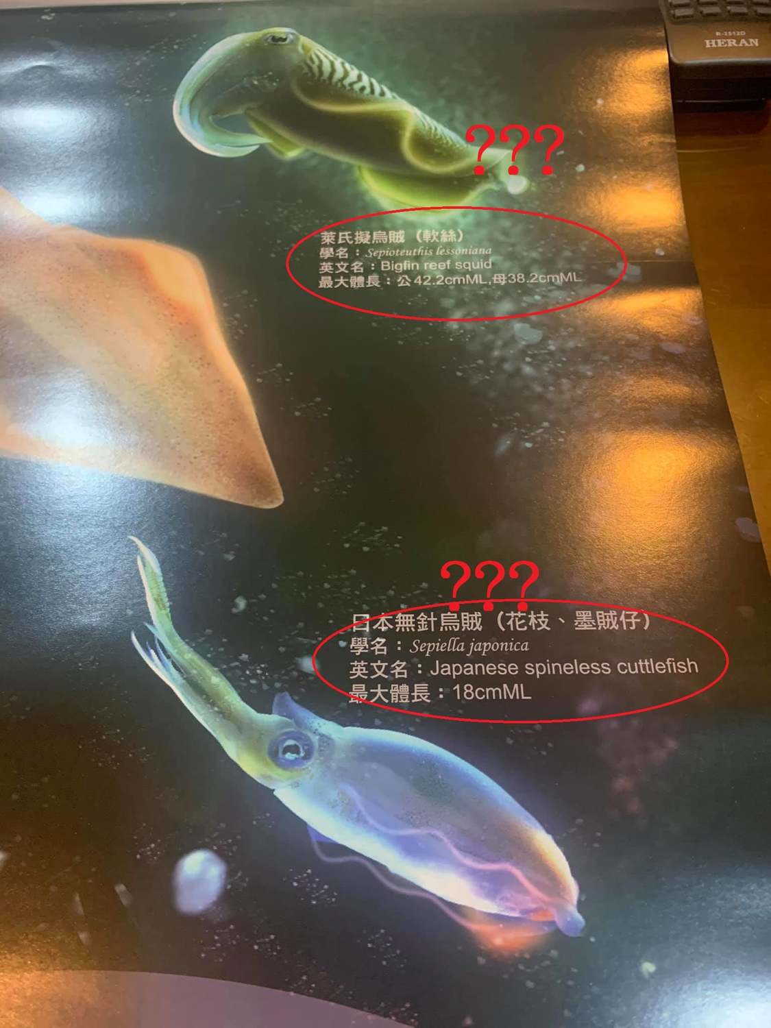 軟絲與花枝也寫錯。 圖:翻攝自社團法人臺灣永續鱻漁發展協會臉書 軟絲與花枝也寫錯。 圖:翻攝自社團法人臺灣永續鱻漁發展協會臉書