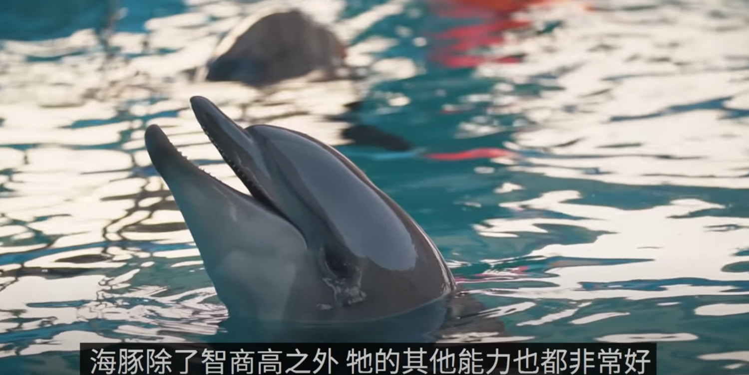 老高與小茉揭秘智商高的動物。 圖:翻攝Youtube/老高與小茉 老高與小茉揭秘智商高的動物。 圖:翻攝Youtube/老高與小茉