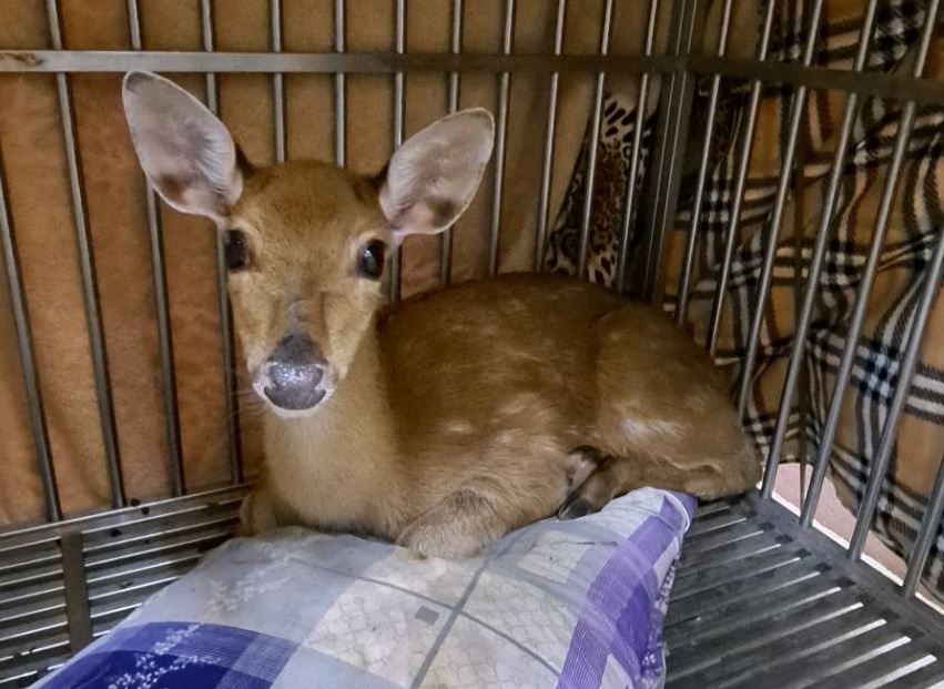 小萌鹿經動物之家照護後活動力恢復正常。 圖:新北市動保處提供 小萌鹿經動物之家照護後活動力恢復正常。 圖:新北市動保處提供